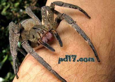 世界上最毒的四种蜘蛛：巴西漫游蜘蛛