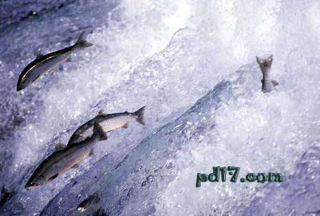世界四大渔场：北海道渔场