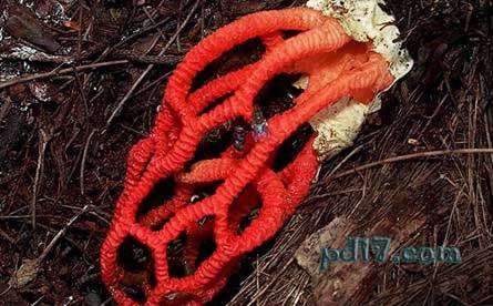 世界上最奇特的植物top10：红笼头菌