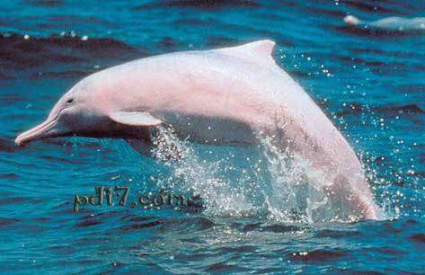 白化海豚