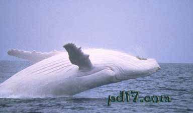 白化鲸鱼