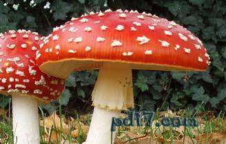 世界上最怪异的蘑菇top10：毒蝇伞