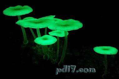 世界上最怪异的蘑菇top9：荧光小菇