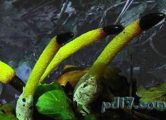 世界上最怪异的蘑菇top8：蛇头菌