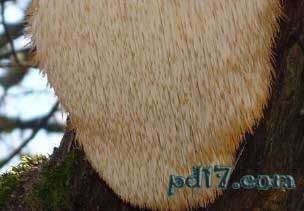 世界上最怪异的蘑菇top7：猴头菇