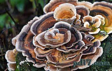 世界上最怪异的蘑菇top5：云芝