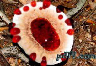 世界上最怪异的蘑菇top3：血齿菌