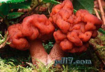 世界上最怪异的蘑菇top2：鹿花菌