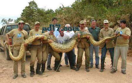 Top10世界上最危险蛇：蟒蛇