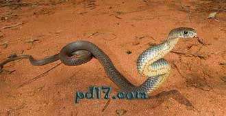Top8：世界上最毒的蛇：东部拟眼镜蛇 0.0365mg/kg