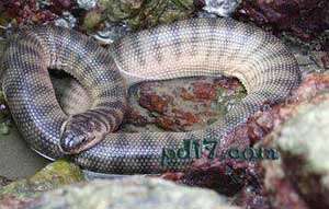 Top7：世界上最毒的蛇：裂颏海蛇 0.034mg/kg