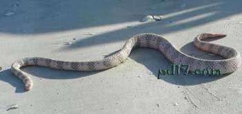 Top6：世界上最毒的蛇：杜氏剑尾海蛇 0.03mg/kg