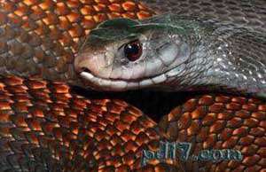 Top4：世界上最毒的蛇：巴布亚太攀蛇 0.013mg/kg