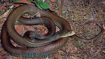 Top3：世界上最毒的蛇：太攀蛇 0.009mg/kg