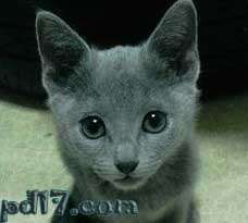 Top9：世界上最可爱的猫：俄罗斯蓝猫