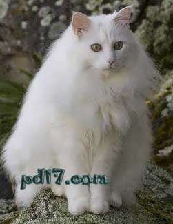 Top7：世界上最可爱的猫：土耳其安哥拉猫