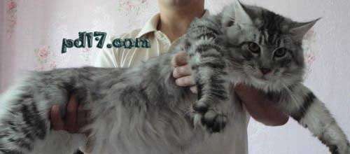Top3：世界上最可爱的猫：缅因库恩猫