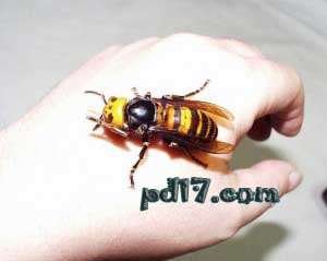 世界上最危险的昆虫：日本大黄蜂