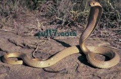 Top10：世界上最危险的眼镜蛇：眼镜王蛇