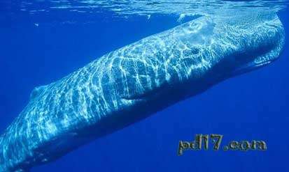 霸主级海洋生物：抹香鲸