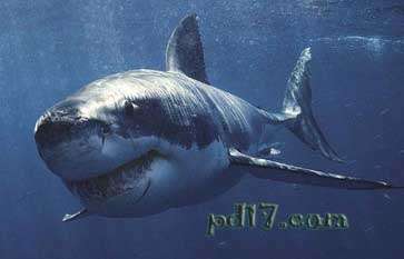 霸主级海洋生物：大白鲨