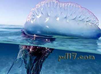 海洋中能够发光的动物：僧帽水母