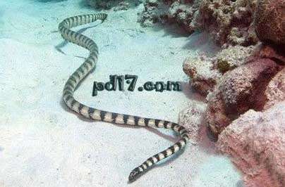世界上毒性最强的六种动物：钩吻海蛇
