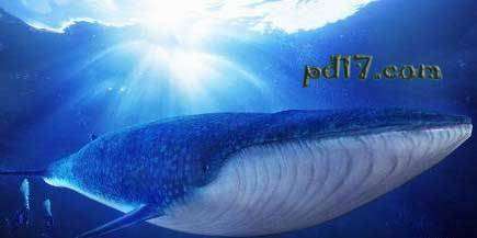 寿命最长的动物：蓝鲸