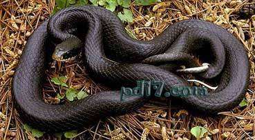 十大无毒的蛇Top6：黑蛇