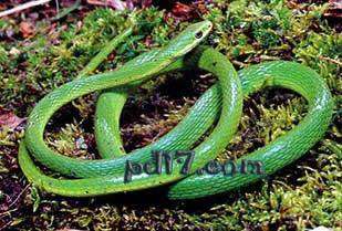 十大无毒的蛇Top5：绿蛇