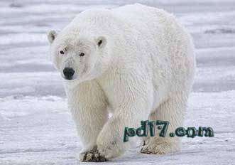 世界上最危险的动物Top10：北极熊