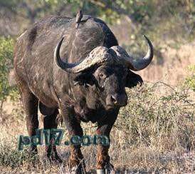 世界上最危险的动物Top8：非洲水牛