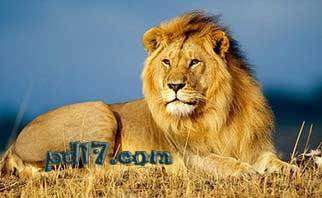 世界上最危险的动物Top6：非洲狮