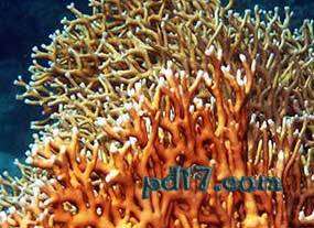 水中最危险的动物Top9：火珊瑚