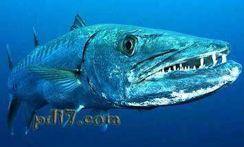 水中最危险的动物Top8：大梭鱼
