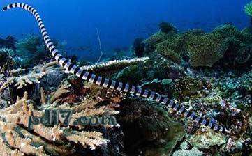 水中最危险的动物Top5：海蛇