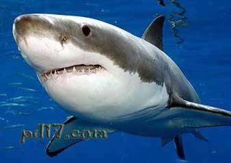 水中最危险的动物Top4：大白鲨
