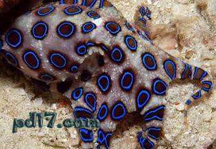 水中最危险的动物Top3：蓝环章鱼