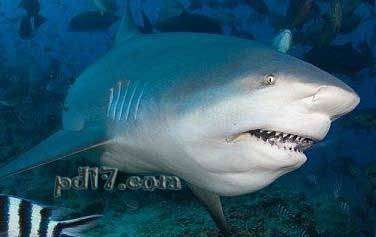 世界上最可怕的动物Top8：鲨鱼