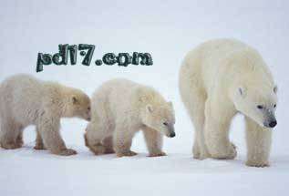 世界上最可怕的动物Top4：北极熊
