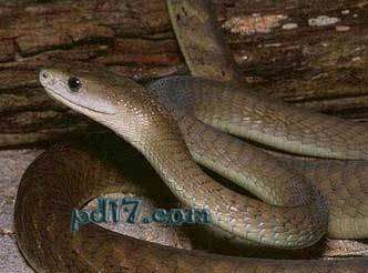 世界上最可怕的动物Top2：黑曼巴蛇
