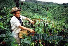 咖啡最好的国家Top3：哥伦比亚