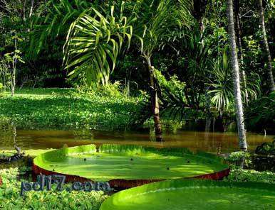 世界十大雨林Top1：亚马逊热带雨林