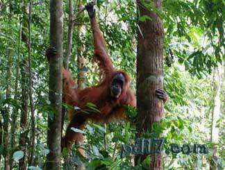 鲜为人知的世界文化遗产Top4：苏门答腊热带雨林