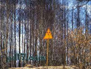 有关于辐射的事实Top8：切尔诺贝利核电站的森林