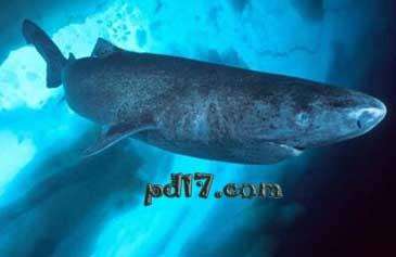 世界上最大的鱼Top4：格陵兰鲨