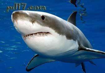 世界上最大的鱼Top3：大白鲨