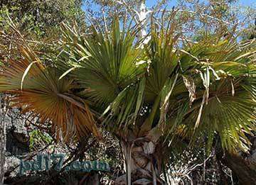 世界上开花最慢的植物Top9：马达加斯加棕榈