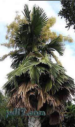 世界上开花最慢的植物Top2：贝叶棕榈