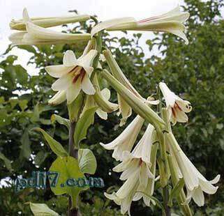世界上开花最慢的植物Top1：喜马拉雅巨型百合
